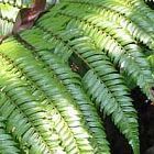 Cyathea moluccana Farn Samen