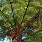 Cyathea schiedeana