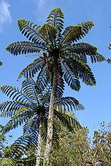 Cyathea sp. Tiny Top Tree fern seeds