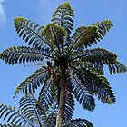 Cyathea sp. Tiny Top  semi