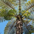 Cyathea vaupelii Foug?re?arborescente graines