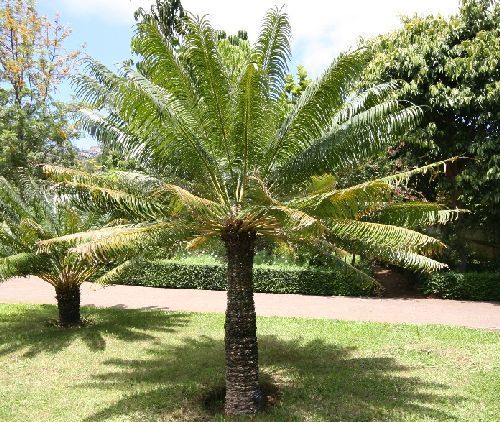 Cycas circinalis palm farn seeds