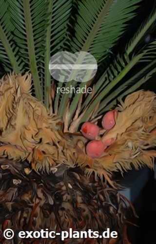 Cycas revoluta king Sago palm seeds