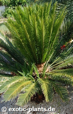 Cycas revoluta king Sago palm seeds