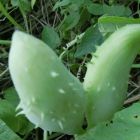 Cyclanthera pedata Inka-Gurke Samen