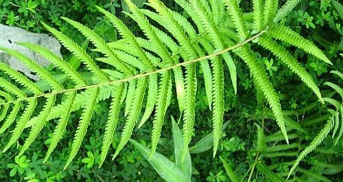 Cyclosorus aridus dry wood fern seeds