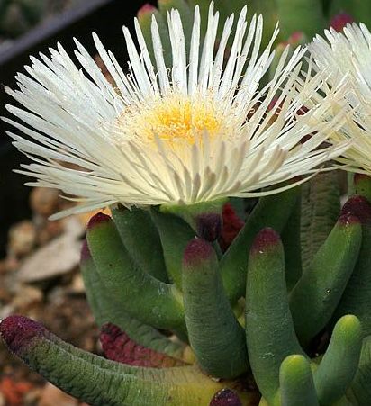 Cylindrophyllum comptonii Mesembryanthemum seeds