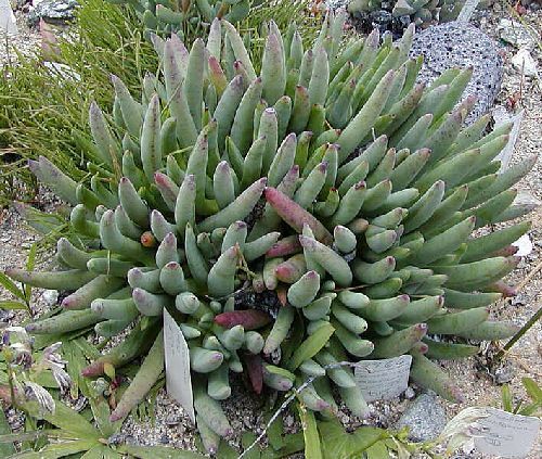 Cylindrophyllum tugwelliae Cylindrophyllum seeds