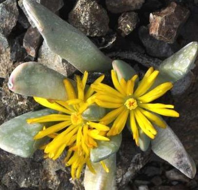 Cylindrophyllum tugwellii syn: Bijlia tugwelliae seeds