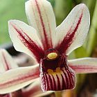 Cymbidium aloifolium orchidea semi