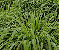 Cymbopogon winterianus Lemongrass seeds