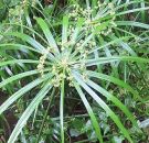 Cyperus alternifolius Umbrella Plant Steingarten Samen