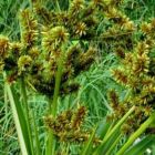 Cyperus dives