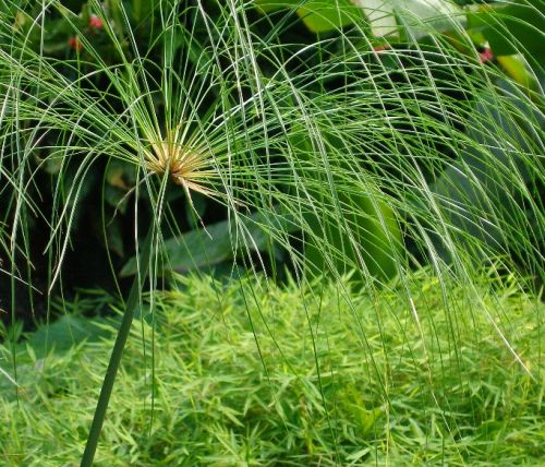 Cyperus papyrus papyrus sedge - paper reed - Indian matting plant - Nile grass seeds