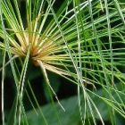 Cyperus papyrus