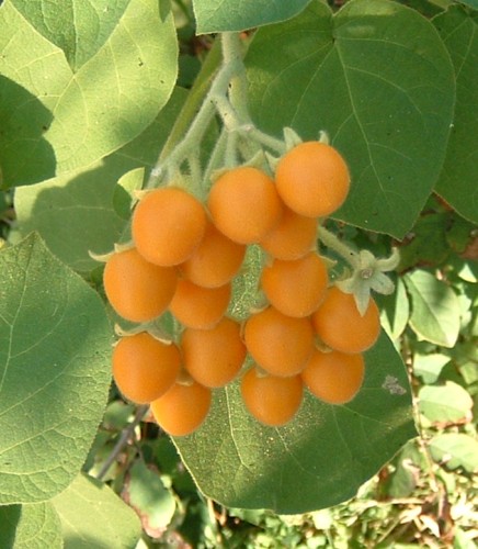 Cyphomandra abutiloides Dwarf Tamarillo seeds