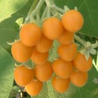 Cyphomandra abutiloides Zwergbaum-Tomate Samen