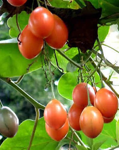 Cyphomandra betacea tree tomato - tamarillo seeds