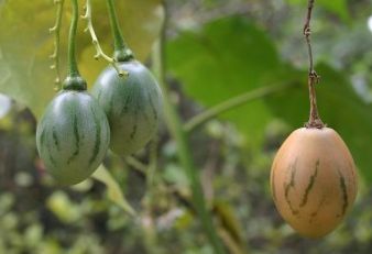 Cyphomandra betacea white egg White Egg Tree Tomato seeds