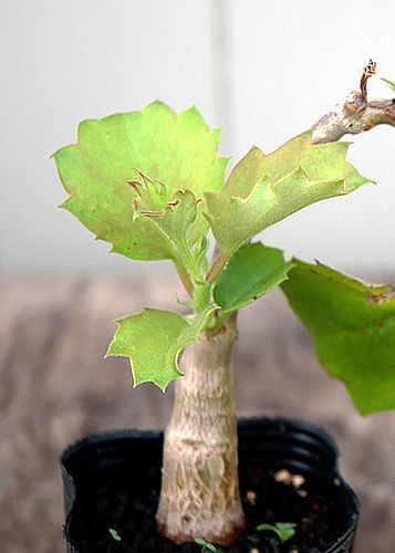 Cyphostemma orondo caudiciform seeds