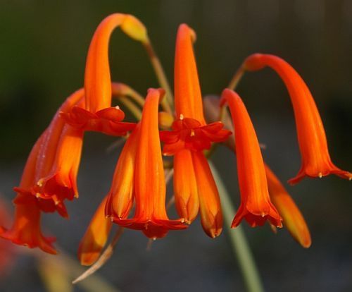 Cyrtanthus epiphyticus african bulb seeds