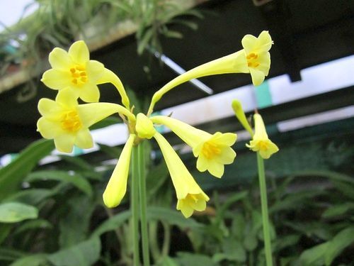 Cyrtanthus flanaganii yellow Dobo lily seeds