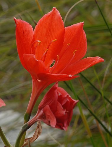 Cyrtanthus mackenii red Ifafa lily - fire lily seeds