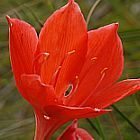 Cyrtanthus mackenii red Ifafa lily - fire lily graines