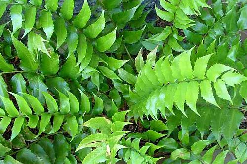 Cyrtomium falcatum japanese holly fern seeds