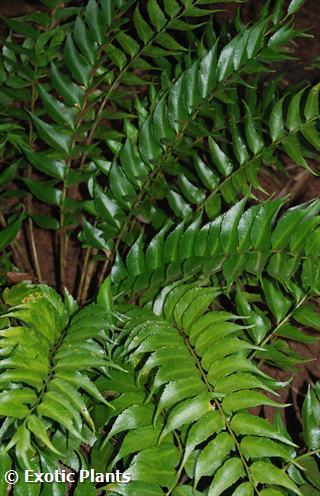 Cyrtomium falcatum japanese holly fern seeds