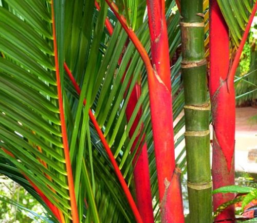 Cyrtostachys renda Red sealing wax palm â€“ Lipstick palm seeds