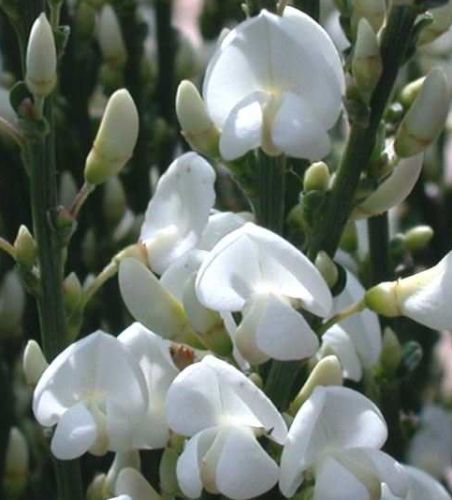 Cytisus multiflorus White Spanish broom seeds