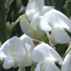 Cytisus multiflorus Cytise blanc - Gen?t pr?coce graines