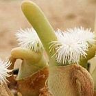 Dactylopsis digitata Syn: Mesembryanthemum digitatum Samen