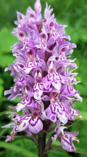 Dactylorhiza fuchsii Spotted Orchid seeds