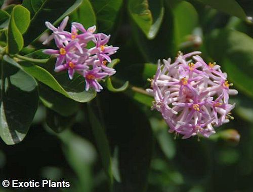 Dais cotinifolia Pompon tree seeds