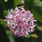 Dais cotinifolia arbre Pompon graines