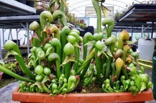 Darlingtonia californica cobra lily - sementes de planta de jarro Califórnia