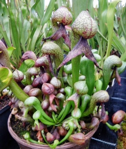 Darlingtonia californica cobra lily - sementes de planta de jarro Califórnia