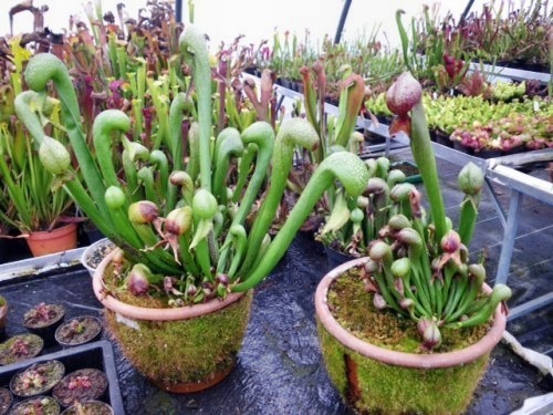 Darlingtonia californica cobra lily - sementes de planta de jarro Califórnia