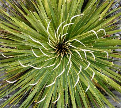 Dasylirion cedrosanum Mexican Grass Tree seeds