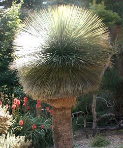 Dasylirion quadrangulatum Mexican Grass Tree - Toothless Sotol - Toothless Desert Spoon seeds