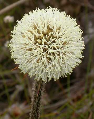 Dasypogon bromeliifolius Pineapple Bush seeds