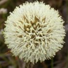 Dasypogon bromeliifolius Pineapple Bush graines