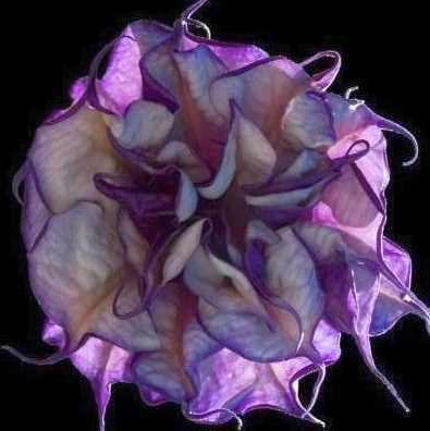 Datura Double Blackcurrant Swirl Blackcurrant Swirl Angels Trumpet seeds