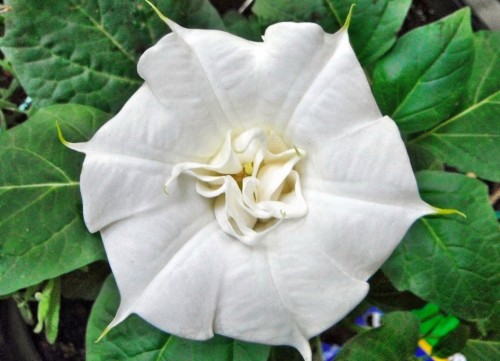 Datura Double White Lady angel trumpet double white seeds