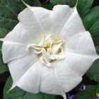 Datura Double White Lady  cемян