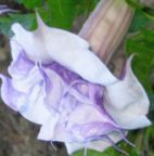 Datura aquamarine Trompette De l Ange graines