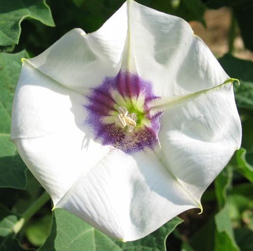 Datura discolor desert thorn-apple seeds