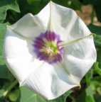 Datura discolor